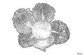 BRASSICA Coloring Pages To Print